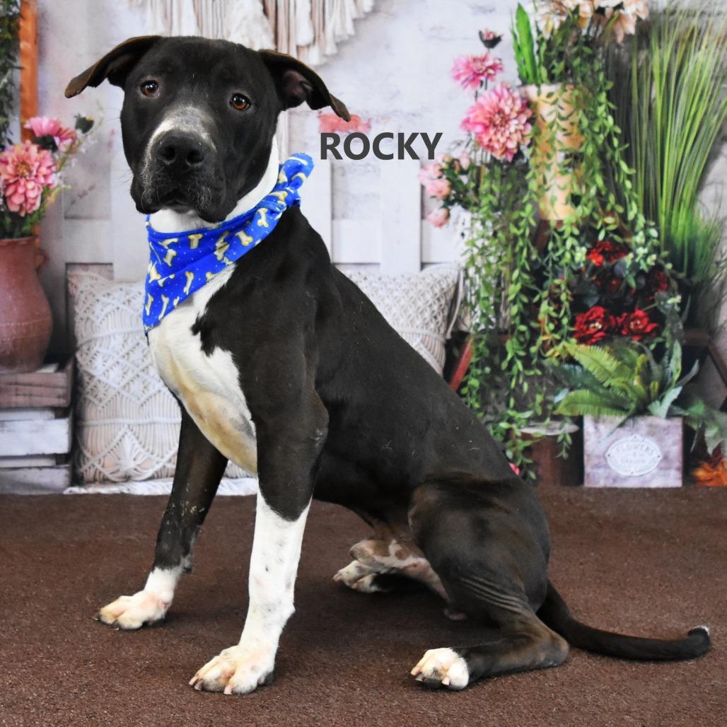 Enlarge Rocky, a Adoptable Pit Bull Terrier in Yuma, AZ image 3/3