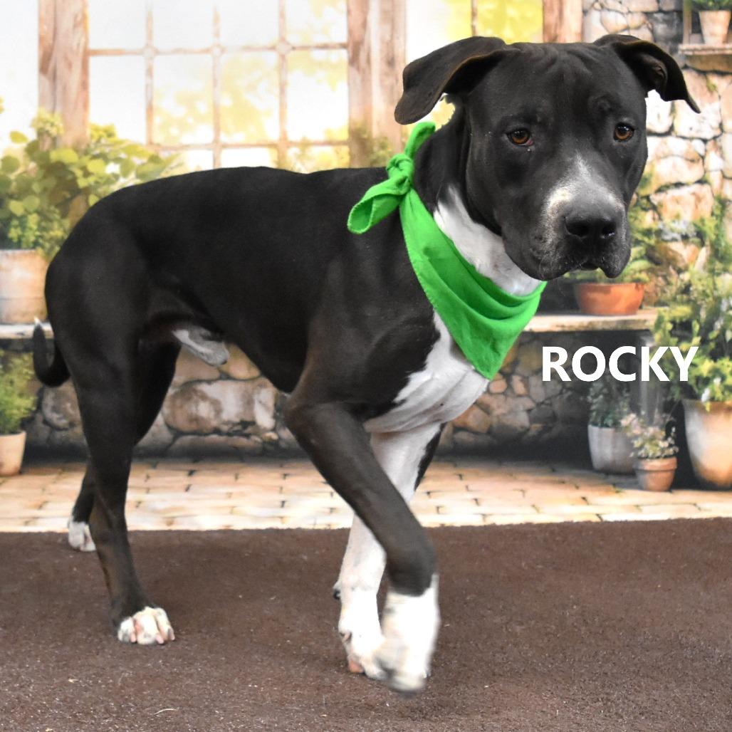 Rocky, Adoptable, Adult Male Pit Bull Terrier.