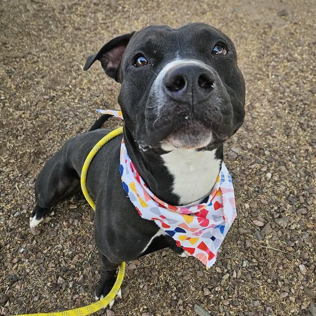Enlarge MR GILMORE, a Adoptable mixed breed in Phoenix, AZ image 1/1