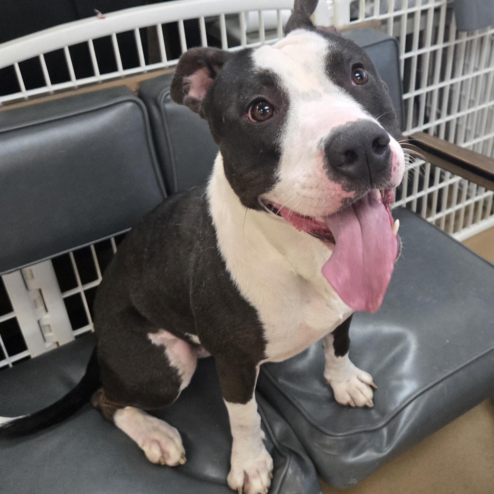 Enlarge Tessa, a Adoptable Terrier in Xenia , OH image 4/6