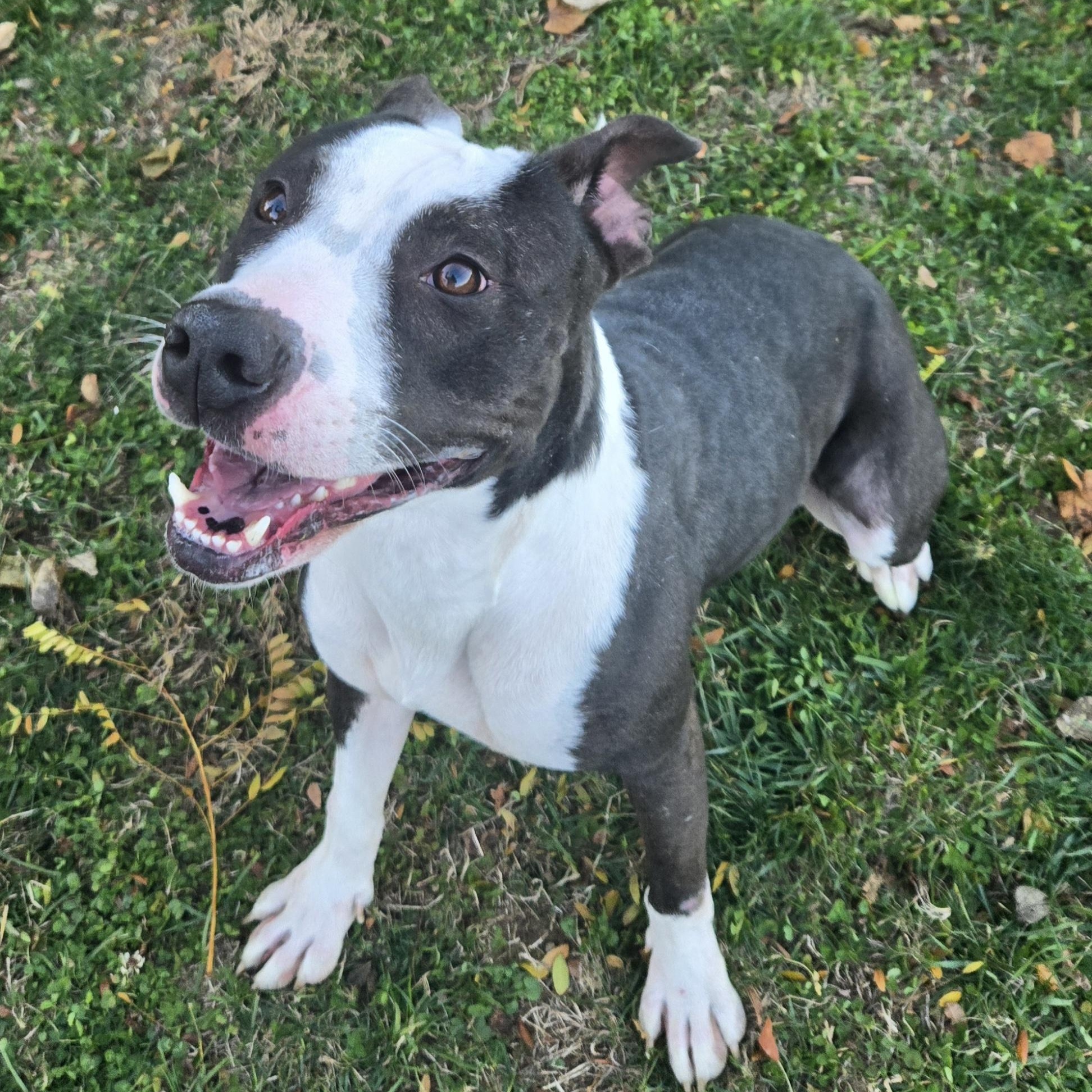 Enlarge Tessa, a Adoptable Terrier in Xenia , OH image 3/6