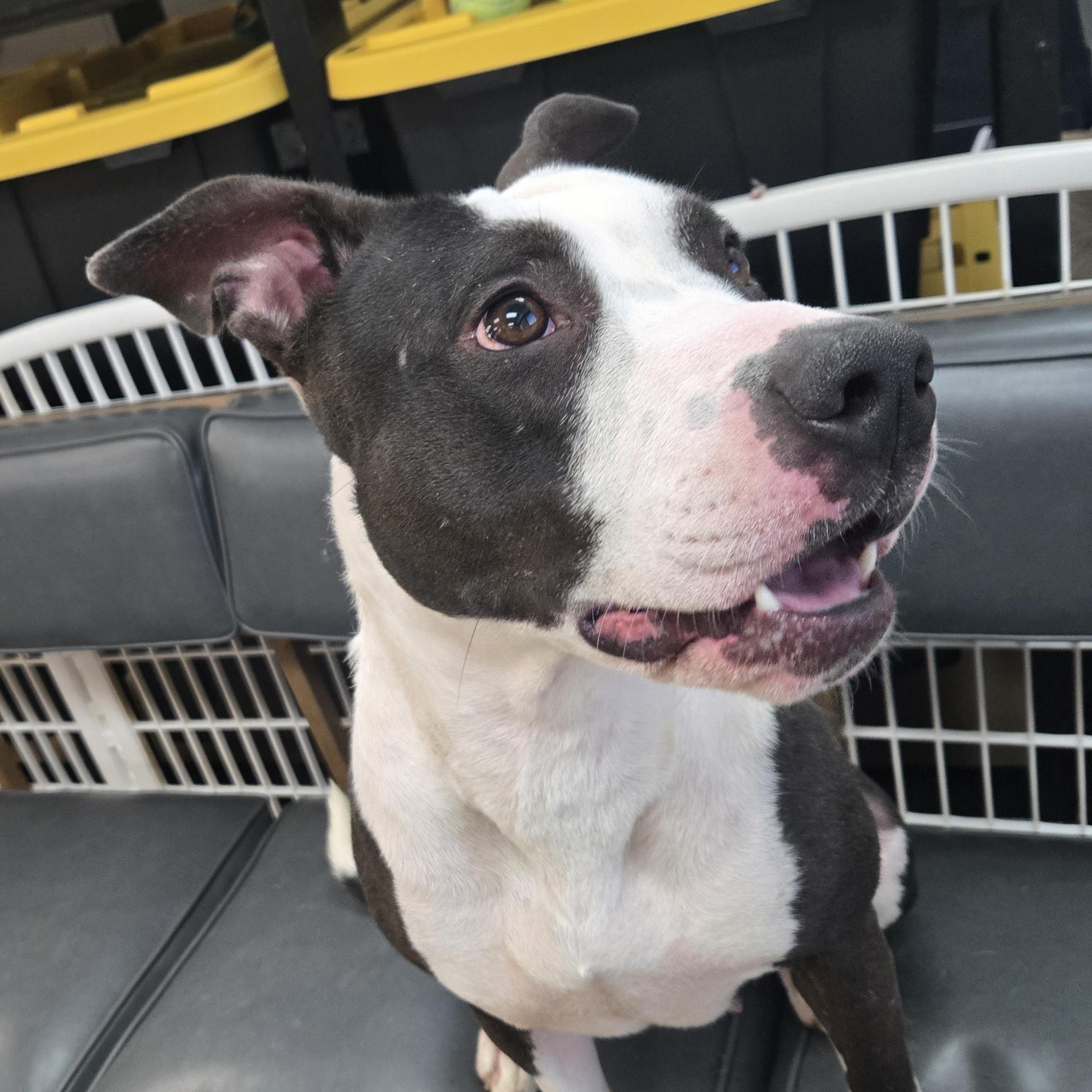 Enlarge Tessa, a Adoptable Terrier in Xenia , OH image 6/6