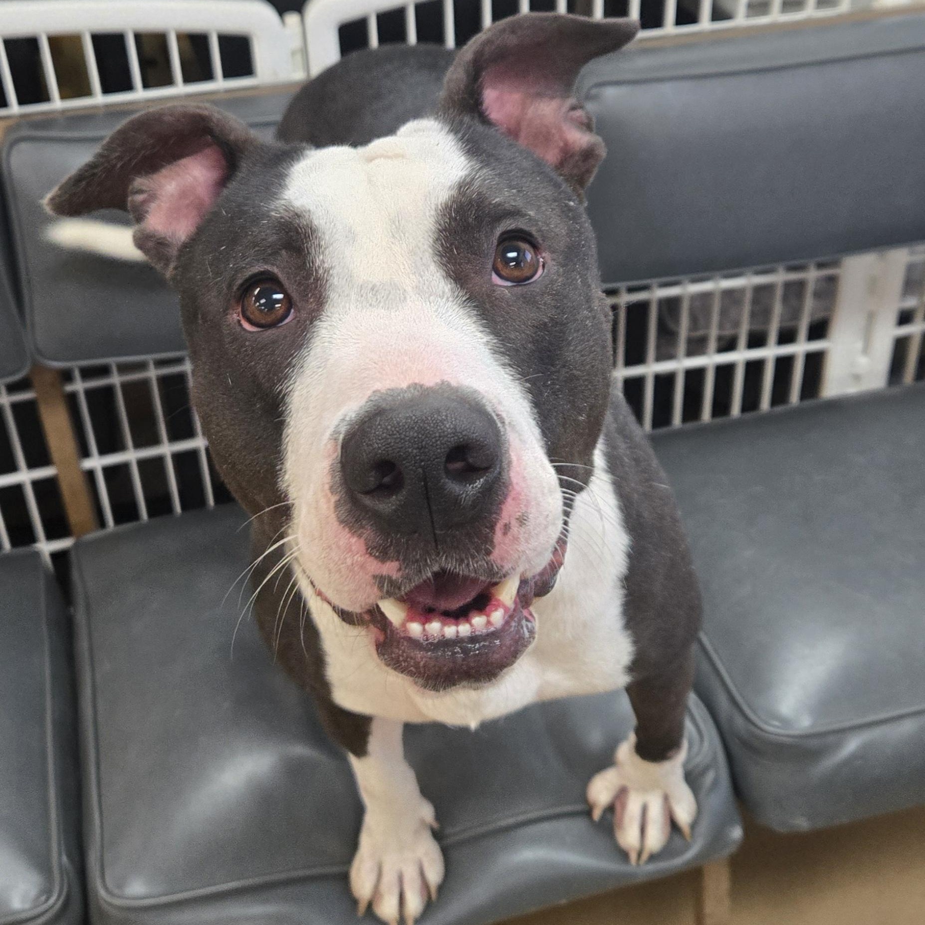 Tessa, Adoptable, Adult Female Terrier.