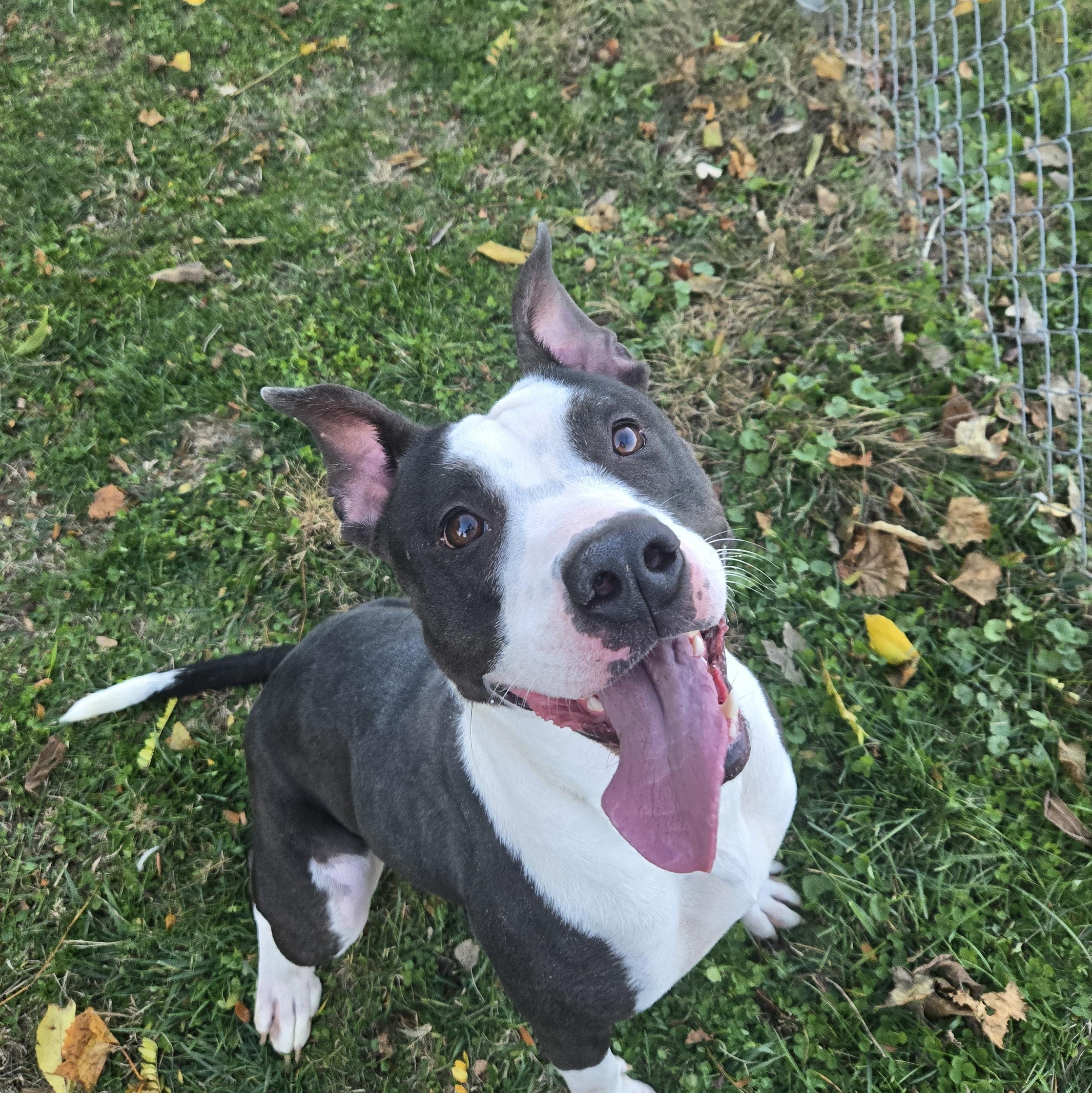 Enlarge Tessa, a Adoptable Terrier in Xenia , OH image 2/6