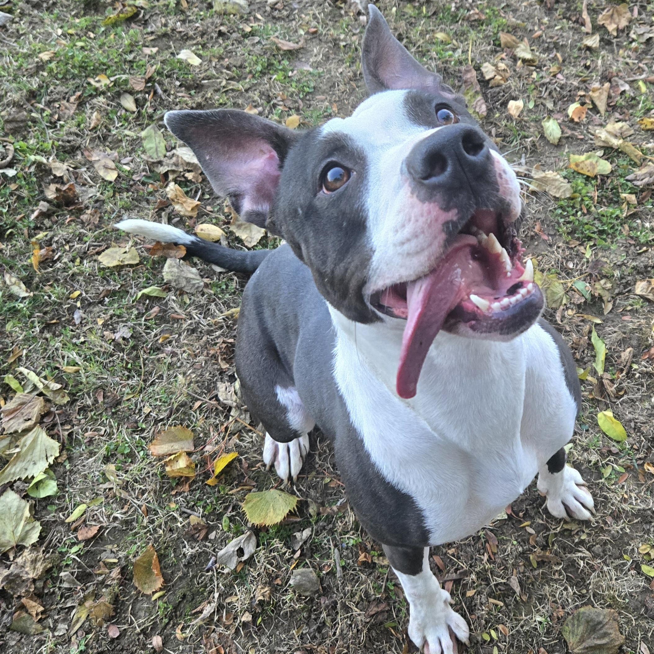 Enlarge Tessa, a Adoptable Terrier in Xenia , OH image 5/6