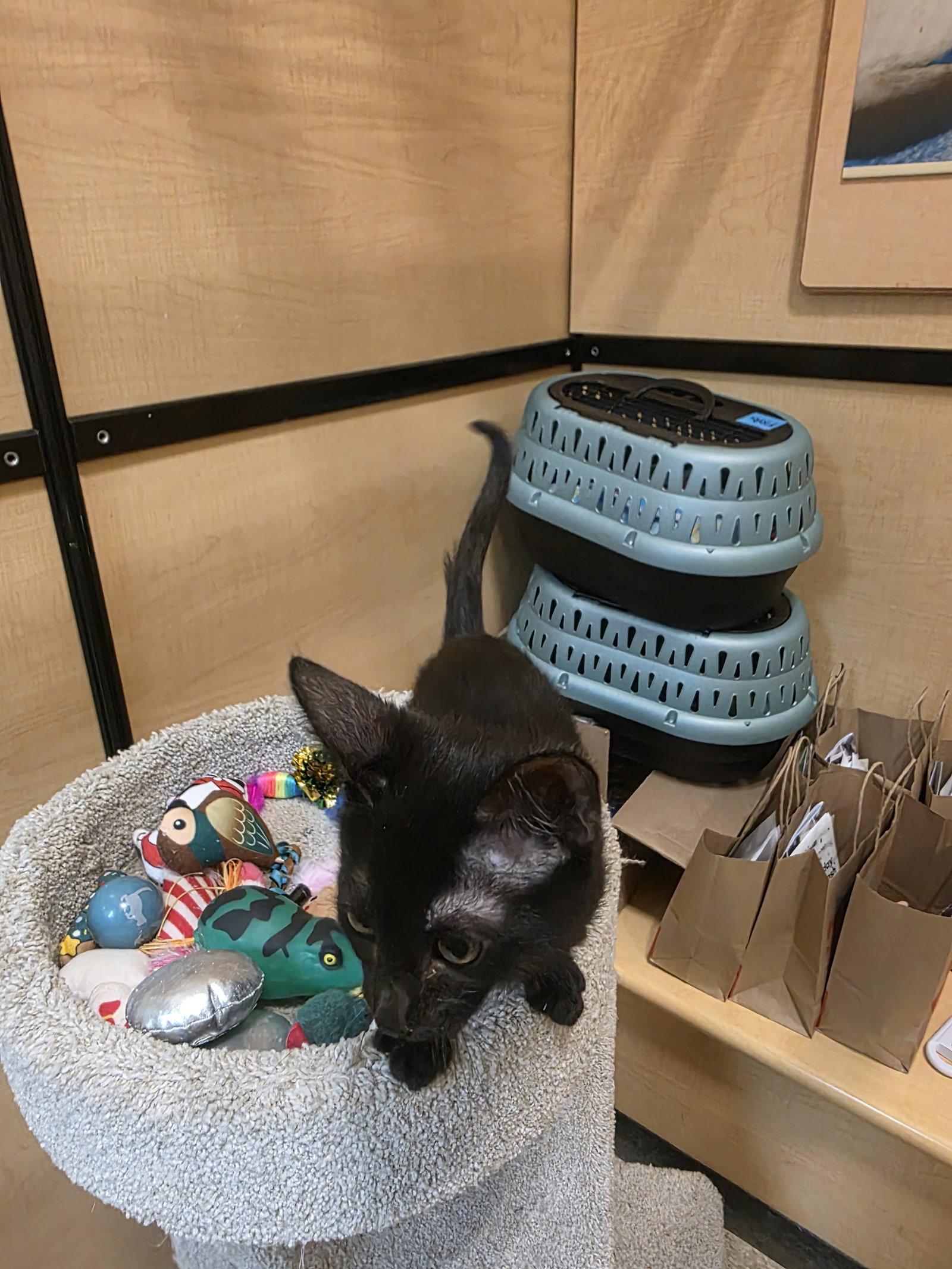 Star Fire, Adoptable, Kitten Female Domestic Short Hair.