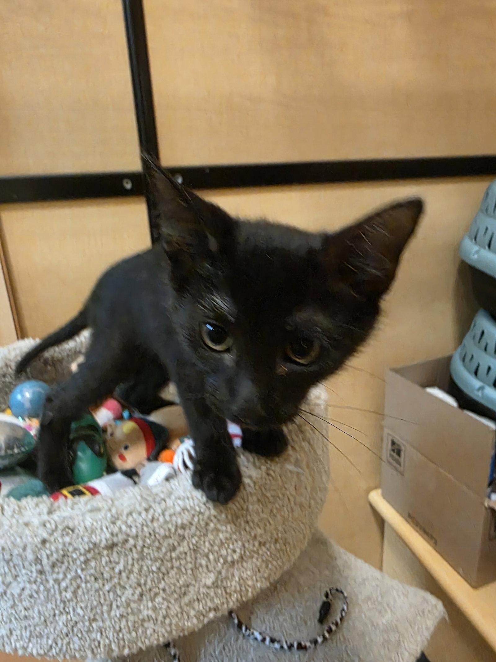 Enlarge Star Fire, a Adoptable Domestic Short Hair in Rowlett, TX image 2/2