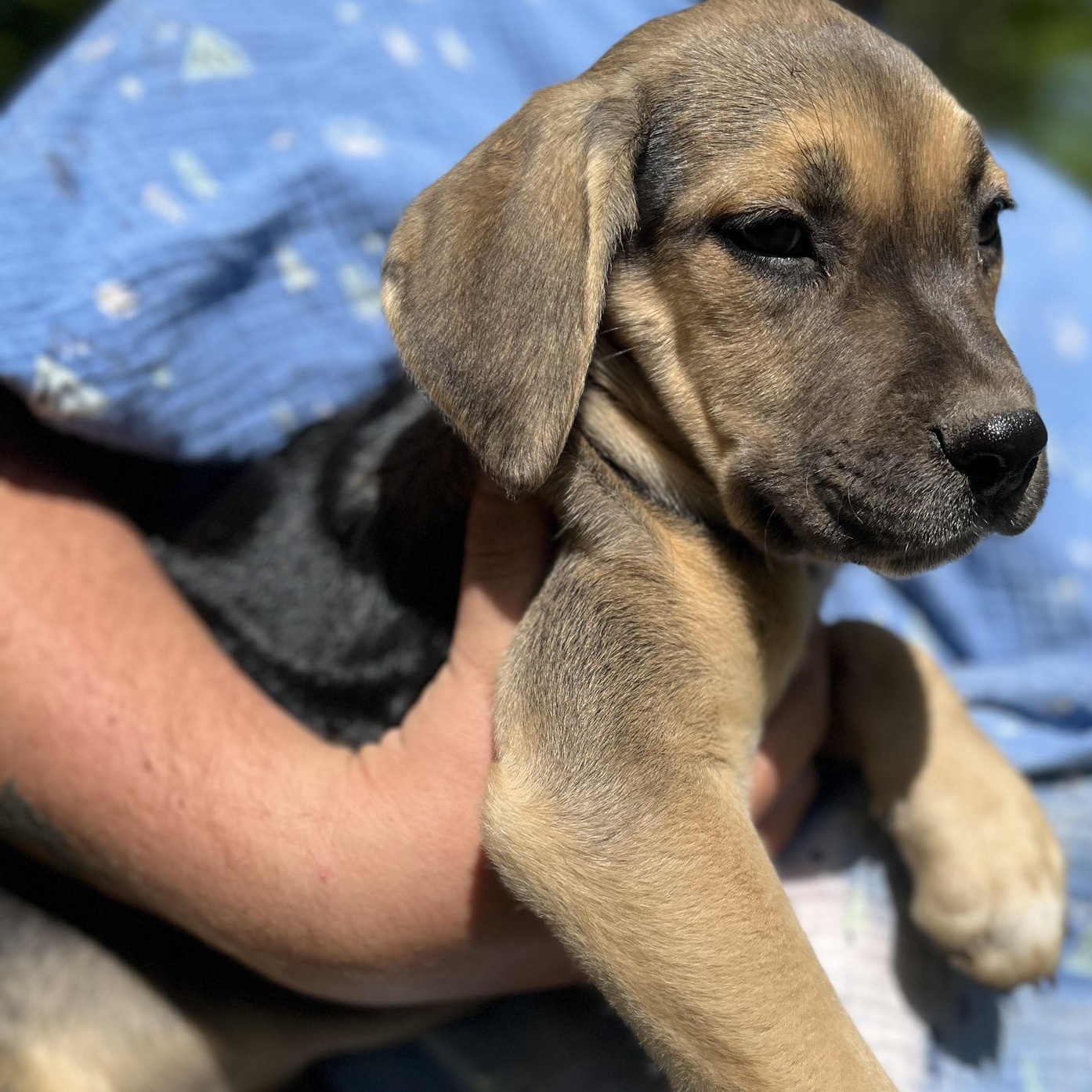 Dog for adoption Brock, a Mixed Breed in Ferrisburgh, VT Petfinder