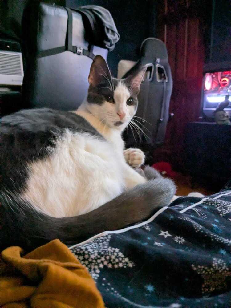 Oscar (BONDED PAIR), Adoptable, Kitten Male Domestic Short Hair.