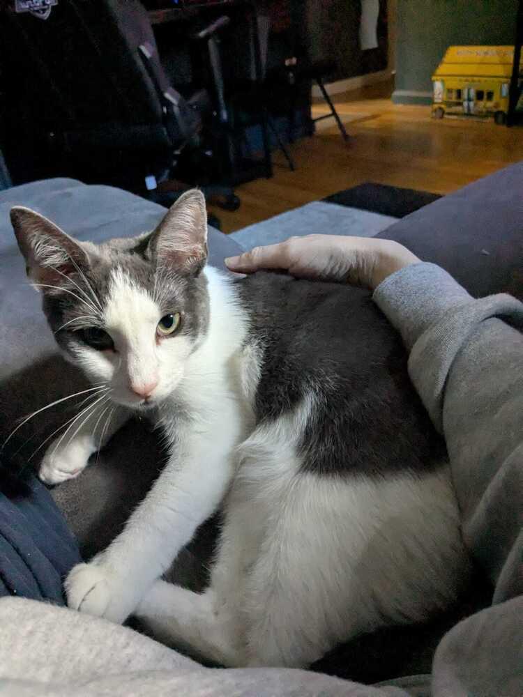 Enlarge Oscar (BONDED PAIR), a Adoptable Domestic Short Hair in Bolton, CT image 2/6