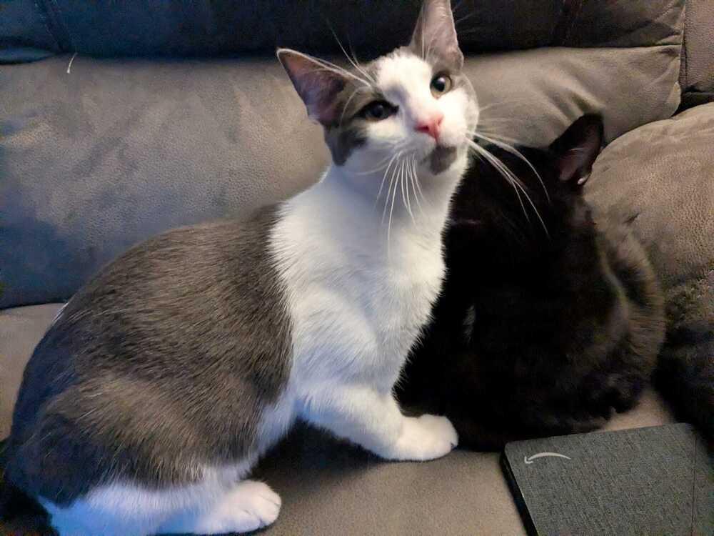 Enlarge Oscar (BONDED PAIR), a Adoptable Domestic Short Hair in Bolton, CT image 3/6