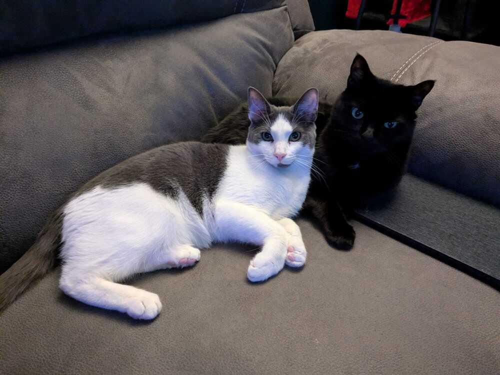 Enlarge Oscar (BONDED PAIR), a Adoptable Domestic Short Hair in Bolton, CT image 4/6