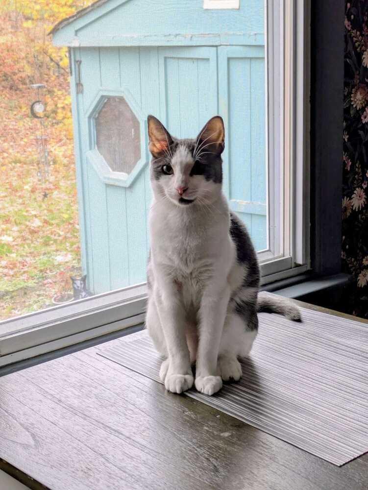 Enlarge Oscar (BONDED PAIR), a Adoptable Domestic Short Hair in Bolton, CT image 5/6