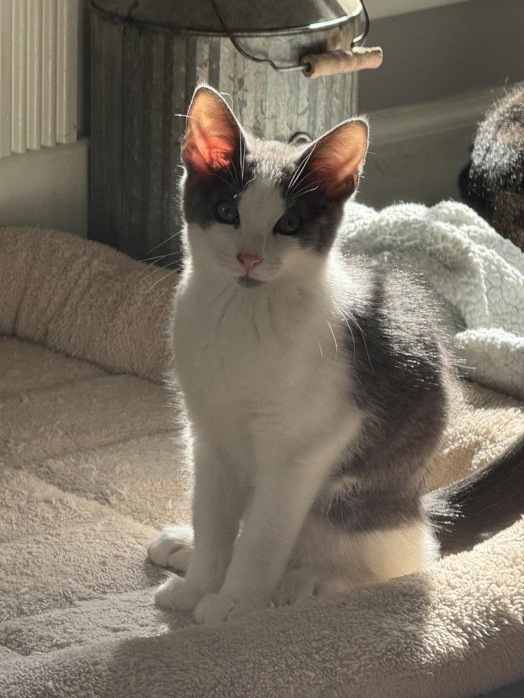 Enlarge Oscar (BONDED PAIR), a Adoptable Domestic Short Hair in Bolton, CT image 6/6