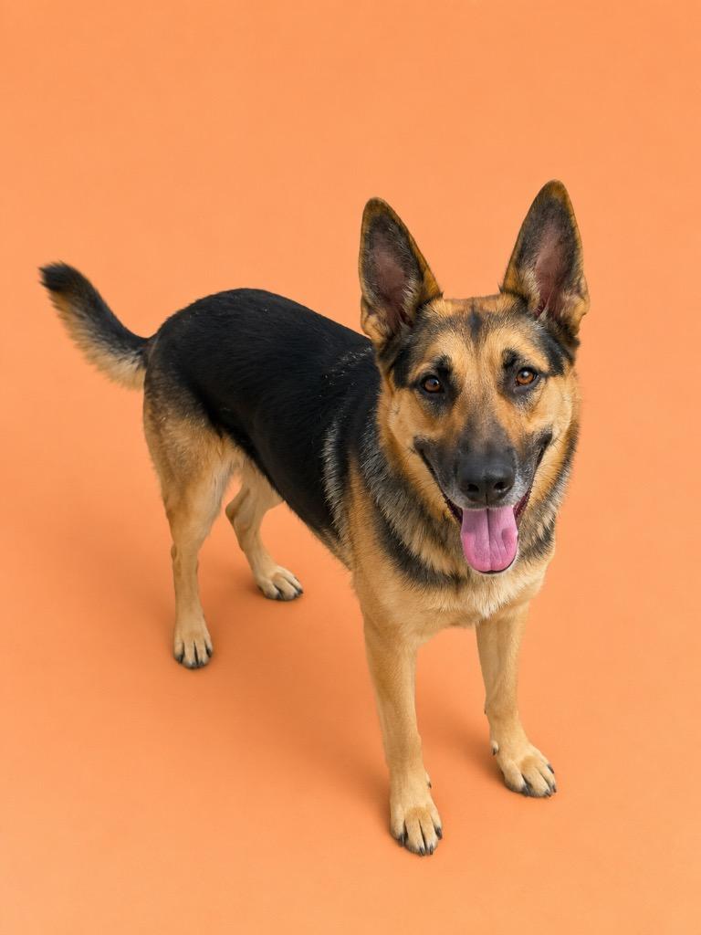 Gracie, Adopted, Young Female German Shepherd Dog.