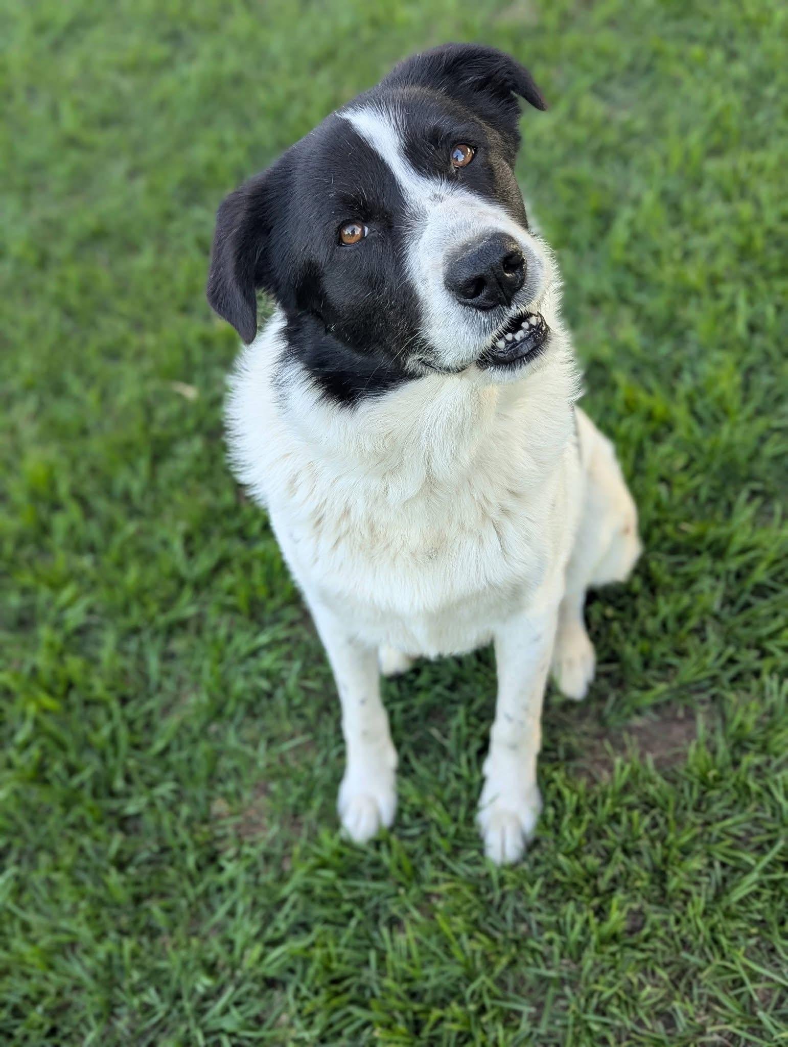 Enlarge River , a ADOPTABLE mixed breed in Mendham, NJ image 2/4