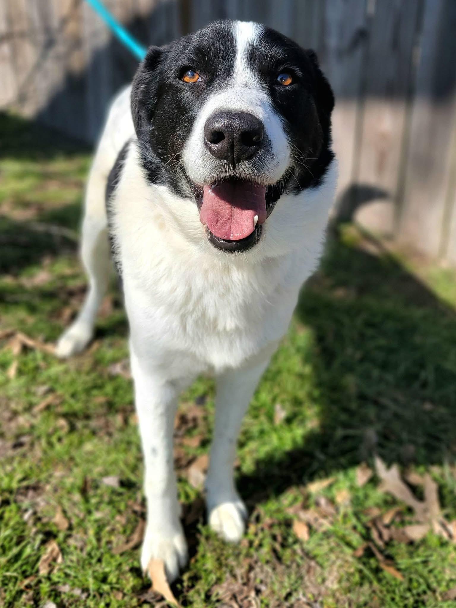 River , a ADOPTABLE mixed breed in Mendham, NJ image 1/5