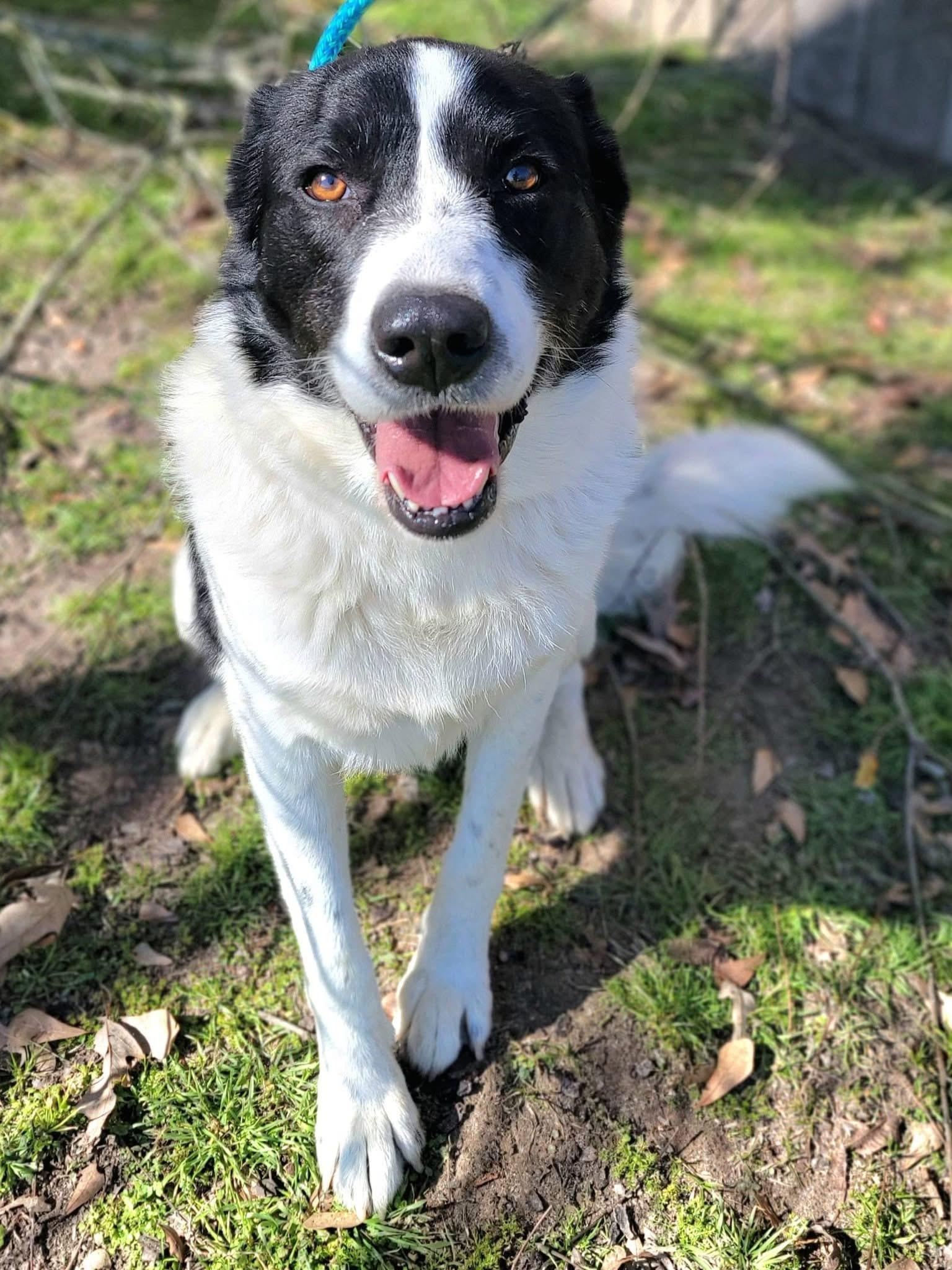 River , a ADOPTABLE mixed breed in Mendham, NJ image 5/5