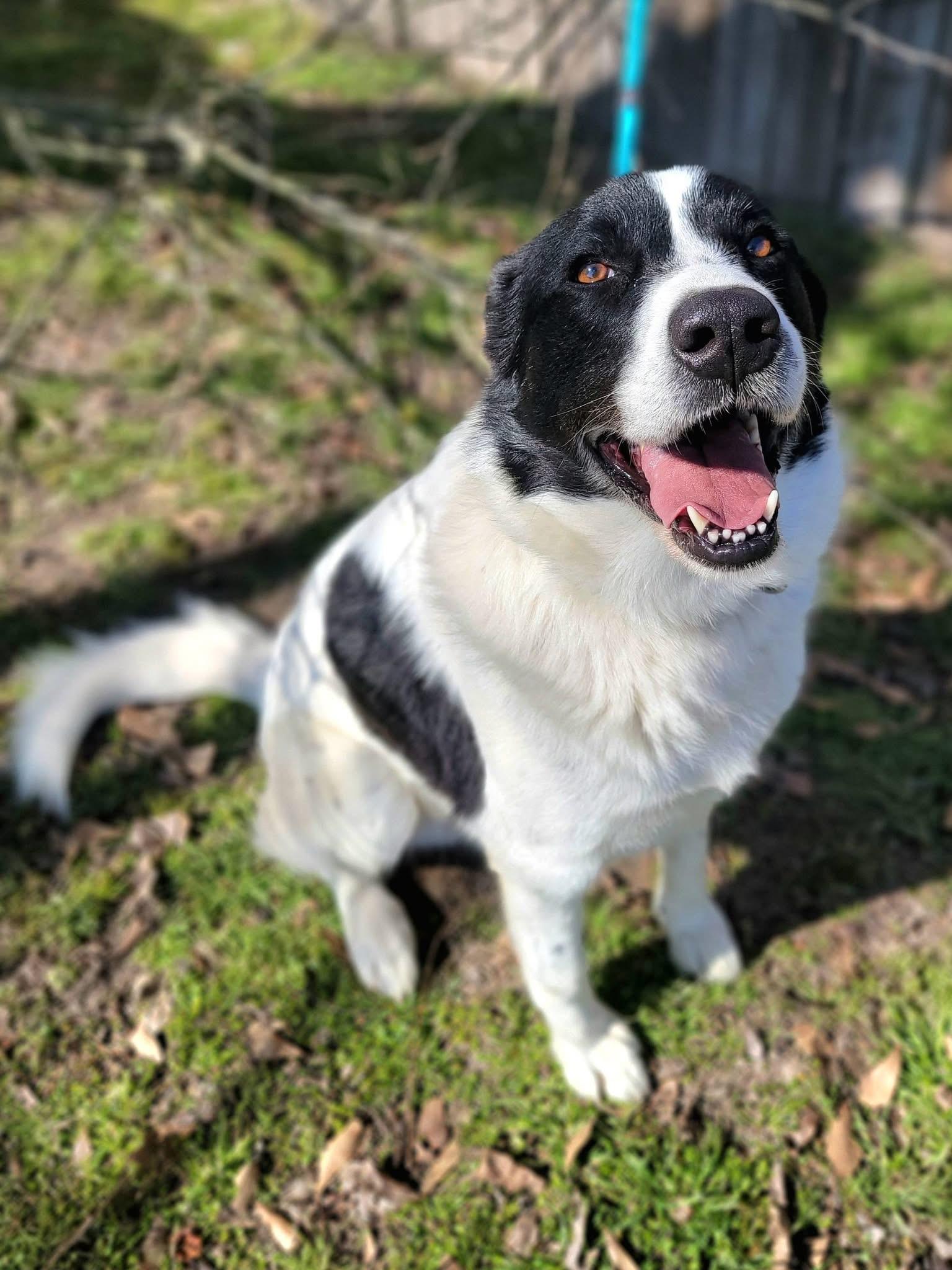 River , a ADOPTABLE mixed breed in Mendham, NJ image 2/5