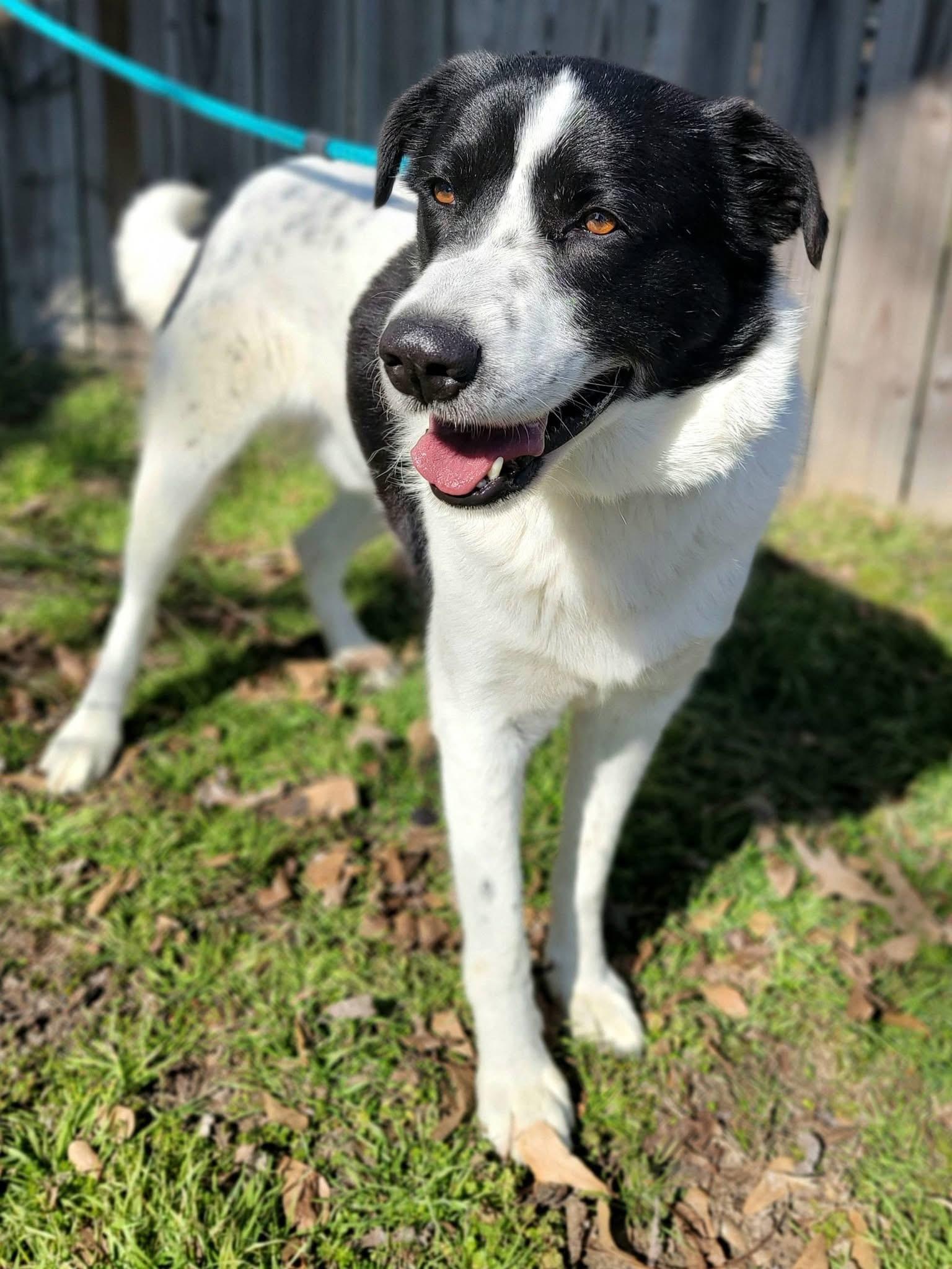 Enlarge River , a ADOPTABLE mixed breed in Mendham, NJ image 3/4