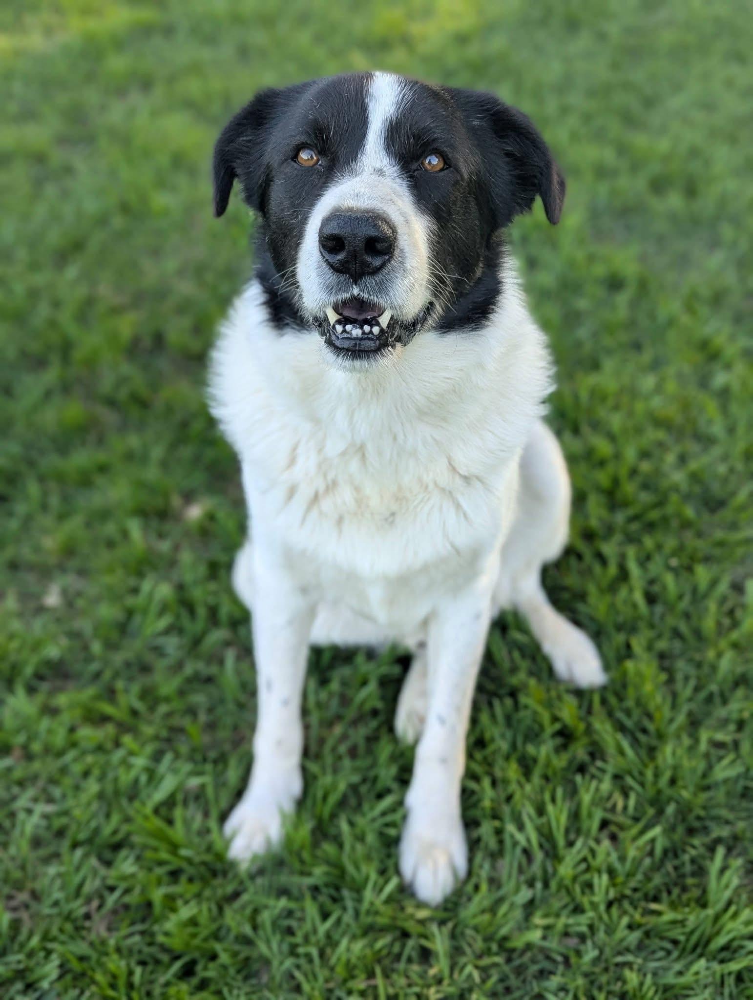 Enlarge River , a ADOPTABLE mixed breed in Mendham, NJ image 1/4