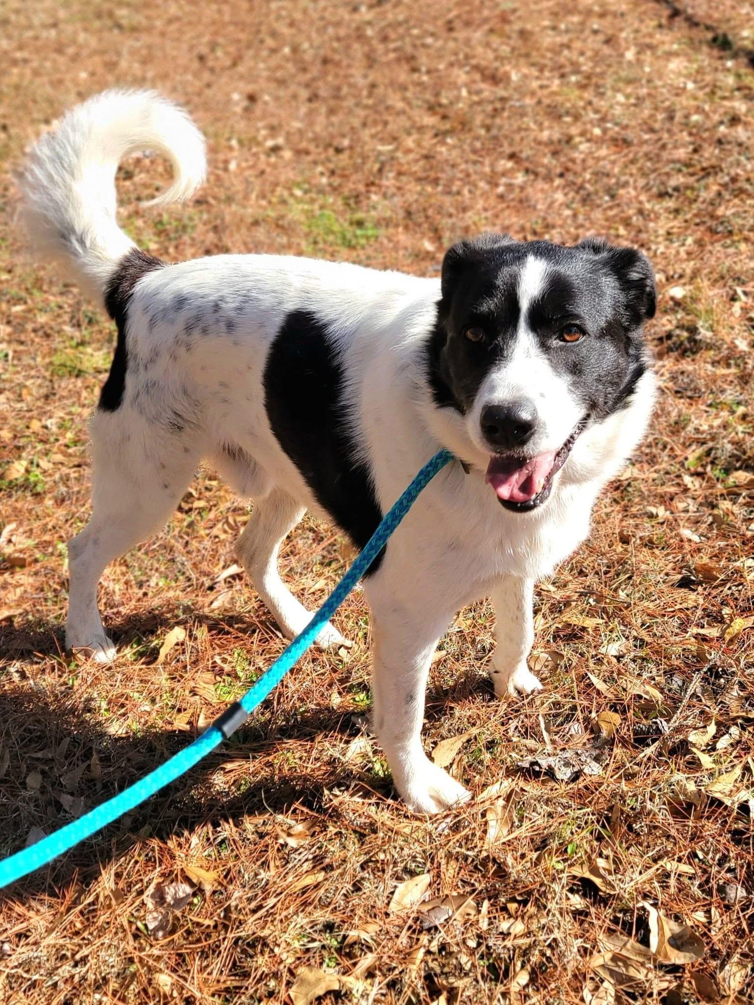 Enlarge River , a ADOPTABLE mixed breed in Mendham, NJ image 4/4