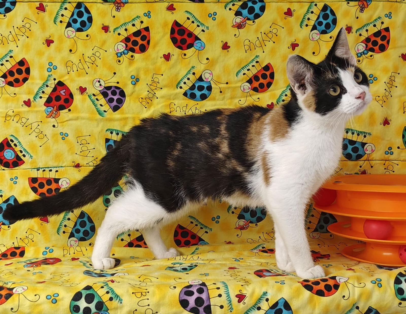 Calliope 25/581, Adopted, Kitten Female Domestic Short Hair.