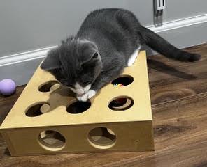 Enlarge Donegal - Oh, Donny Boy, We Love You So, a Adoptable Domestic Short Hair in Laurel, MD image 4/6