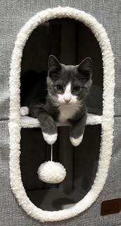 Enlarge Donegal - Oh, Donny Boy, We Love You So, a Adoptable Domestic Short Hair in Laurel, MD image 1/6
