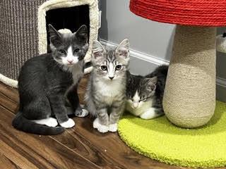 Enlarge Donegal - Oh, Donny Boy, We Love You So, a Adoptable Domestic Short Hair in Laurel, MD image 5/6