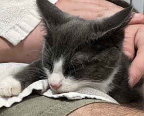 Enlarge Donegal - Oh, Donny Boy, We Love You So, a Adoptable Domestic Short Hair in Laurel, MD image 3/6
