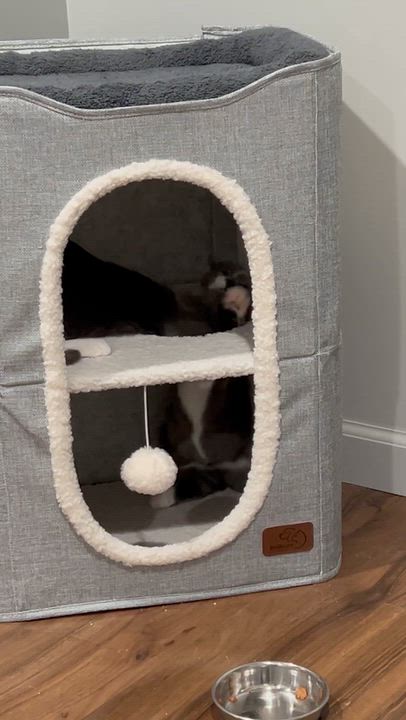 Enlarge Donegal - Oh, Donny Boy, We Love You So, a Adoptable Domestic Short Hair in Laurel, MD video 6/6