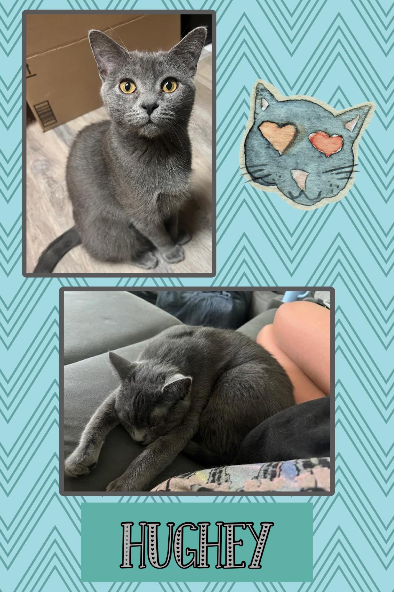 Hughey, ADOPTABLE, Young Male Domestic Short Hair.