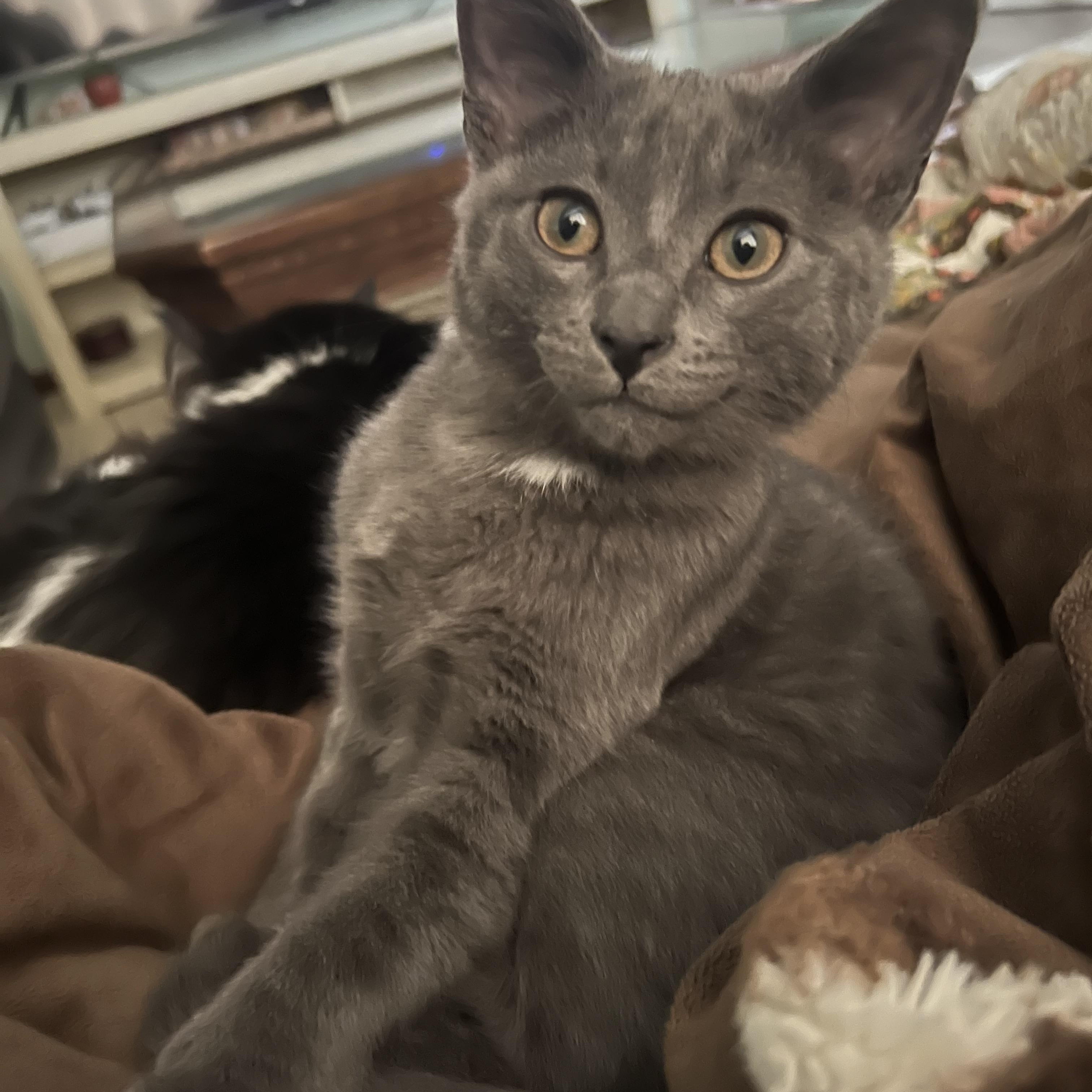 Enlarge Hughey, a ADOPTABLE Domestic Short Hair in Kearney, NE image 2/2
