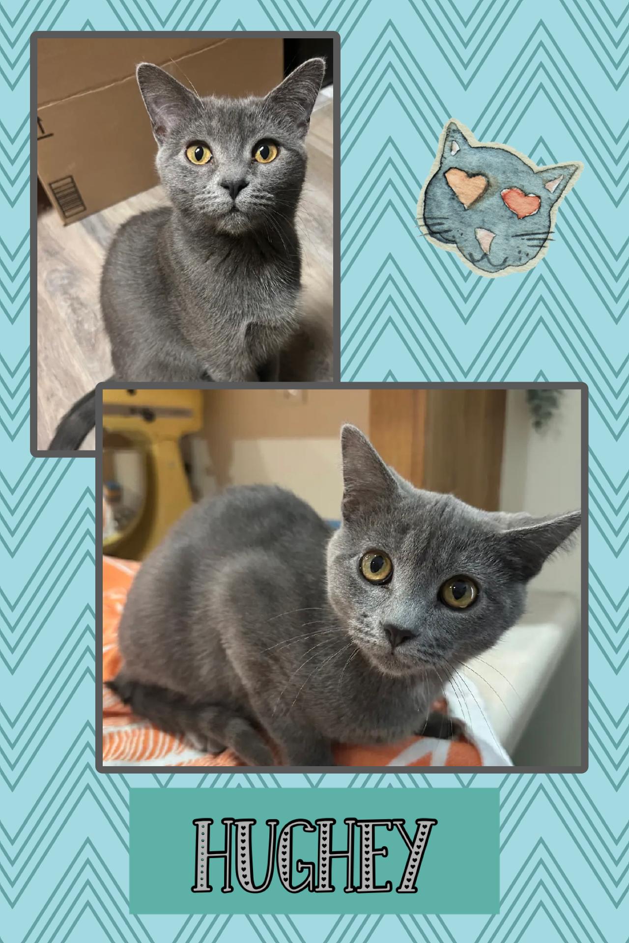 Hughey, ADOPTABLE, Young Male Domestic Short Hair.
