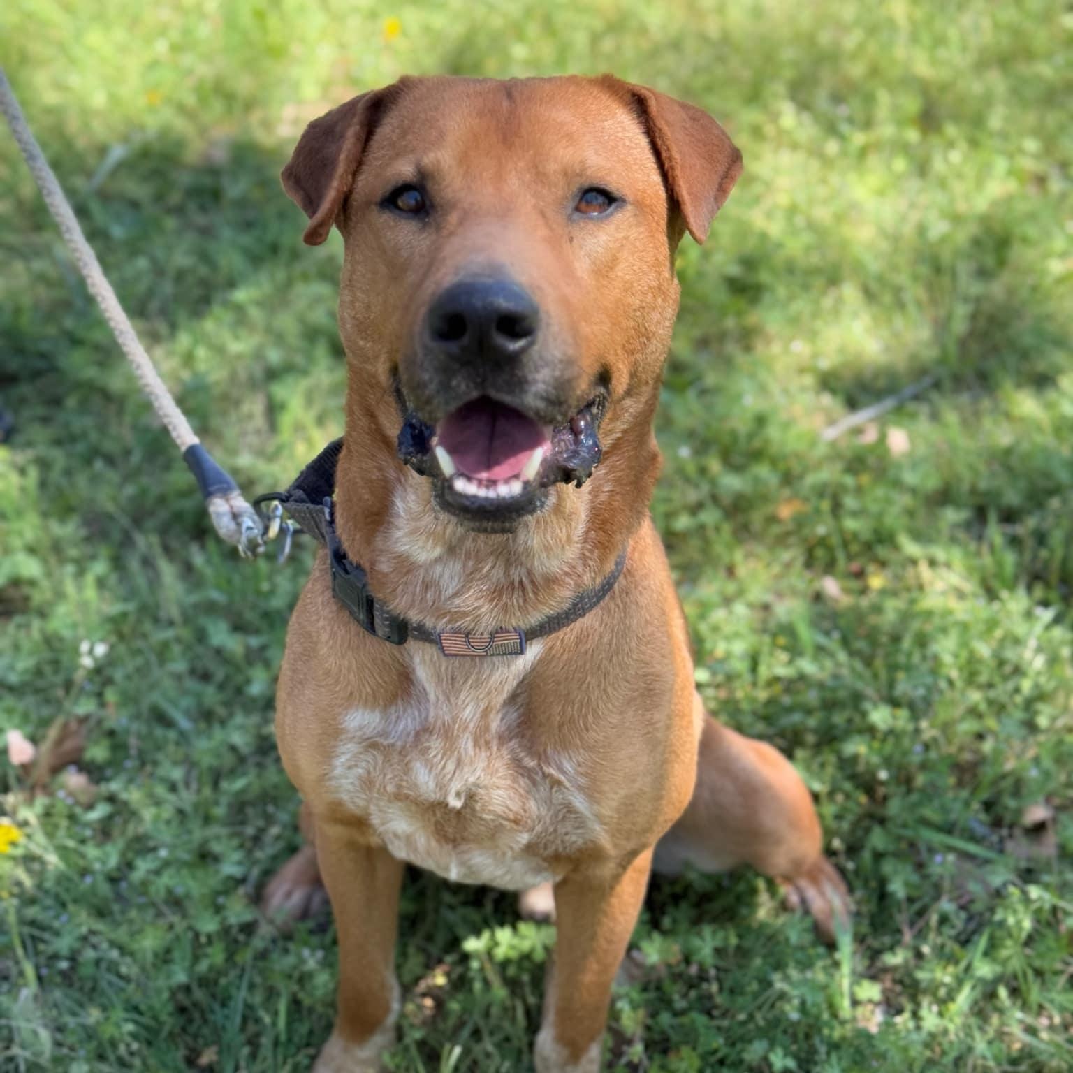 Enlarge Clyde, a Adoptable mixed breed in Cedar Rapids, IA image 2/5