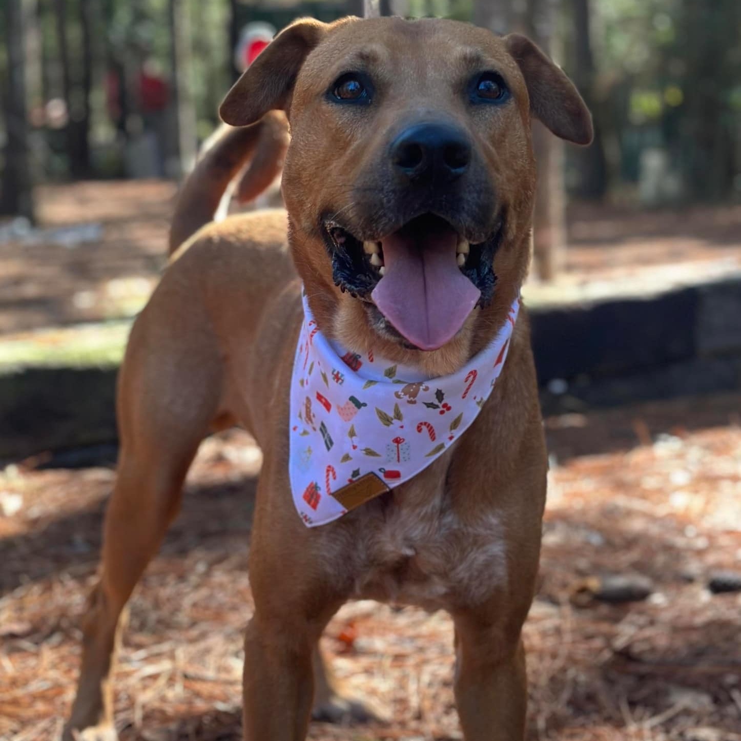 Enlarge Clyde, a Adoptable mixed breed in Cedar Rapids, IA image 5/5