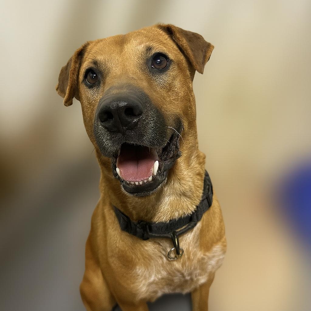 Clyde, Adoptable, Adult Male Shar-Pei & Mixed Breed.