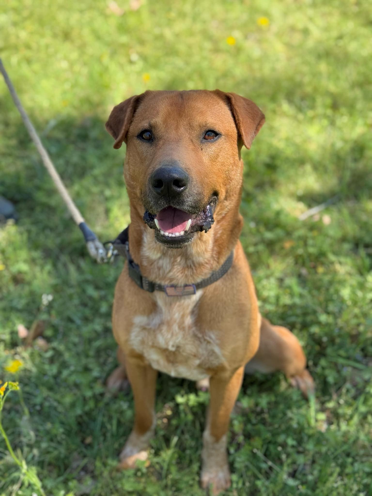 Enlarge Clyde, a Adoptable mixed breed in Cedar Rapids, IA image 3/5