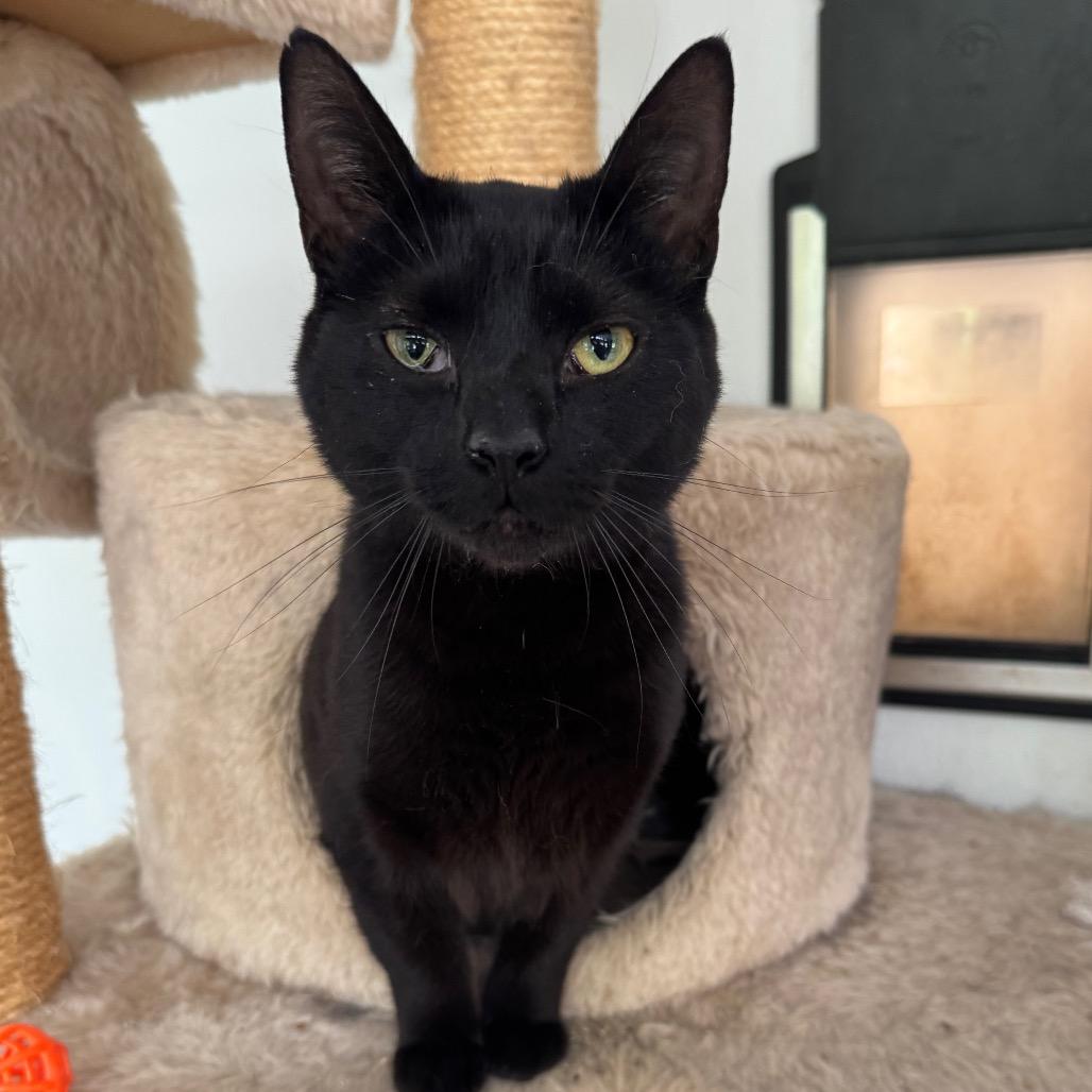 Enlarge Velosha, a Adoptable Domestic Short Hair in Fredericksburg, VA image 1/3