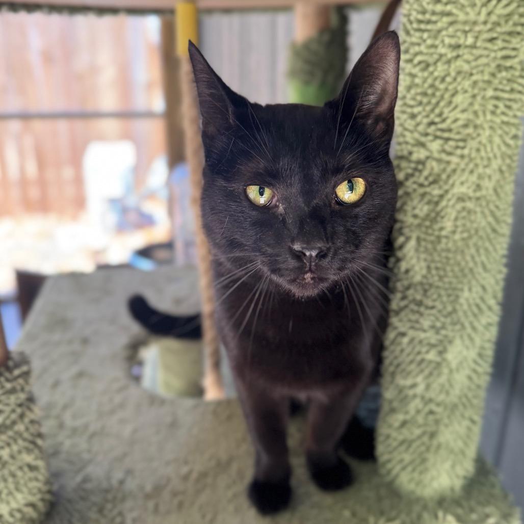 Enlarge Velosha, a Adoptable Domestic Short Hair in Fredericksburg, VA image 2/3