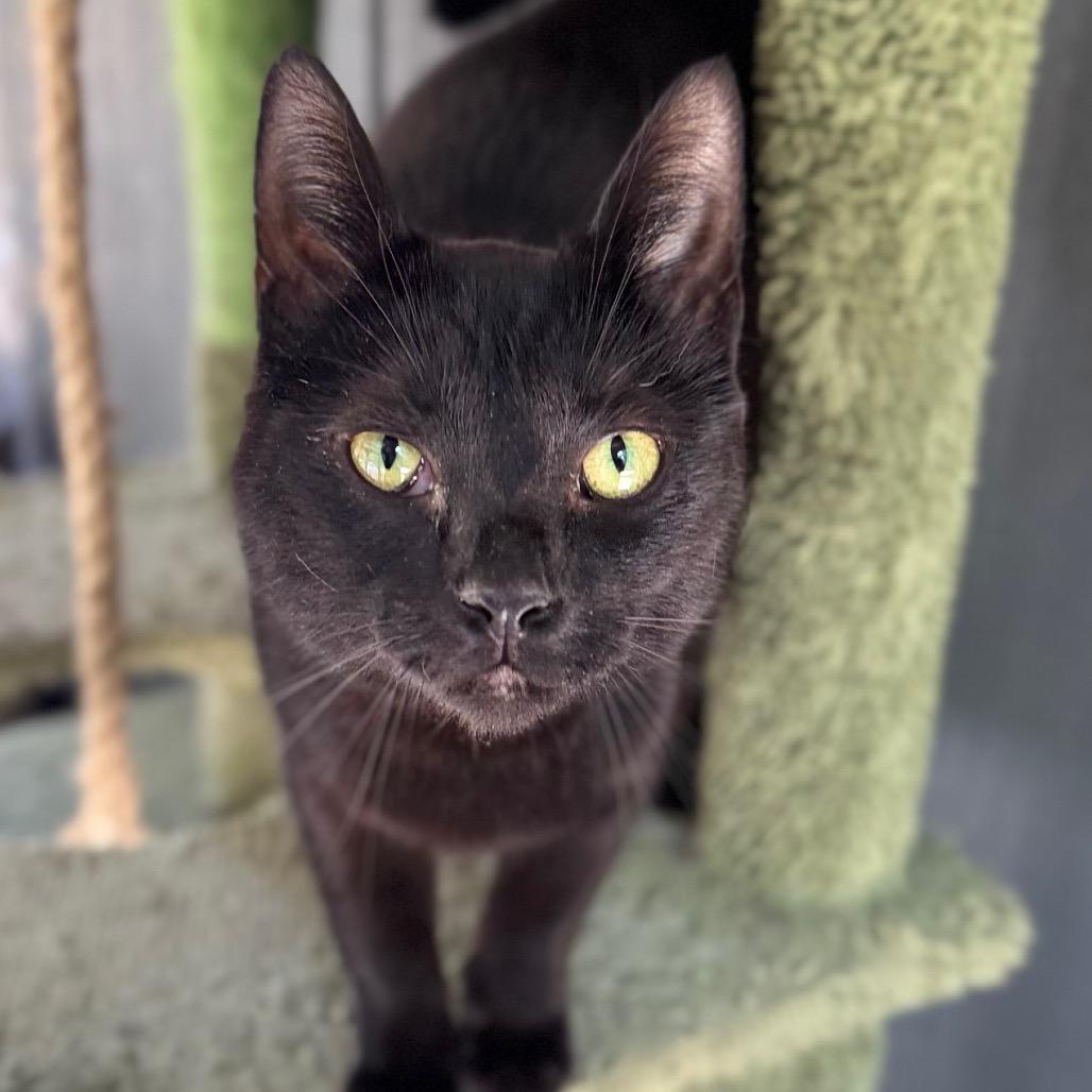 Enlarge Velosha, a Adoptable Domestic Short Hair in Fredericksburg, VA image 3/3