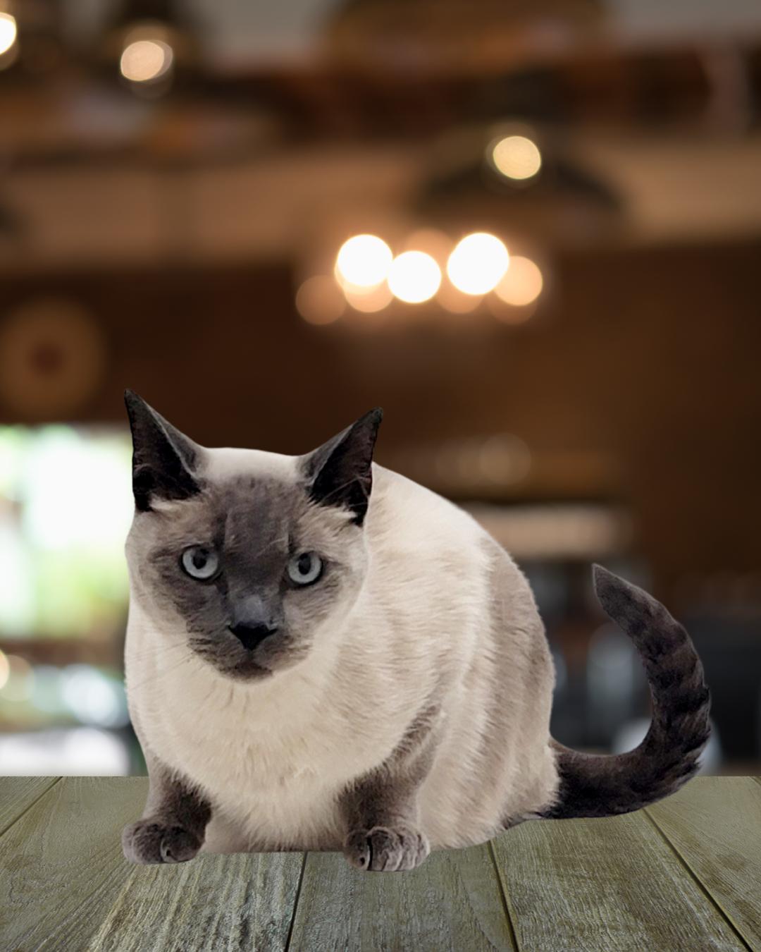 Toona (I'm a mellow kitty!), a Adoptable Siamese in Carlsbad, CA image 3/4