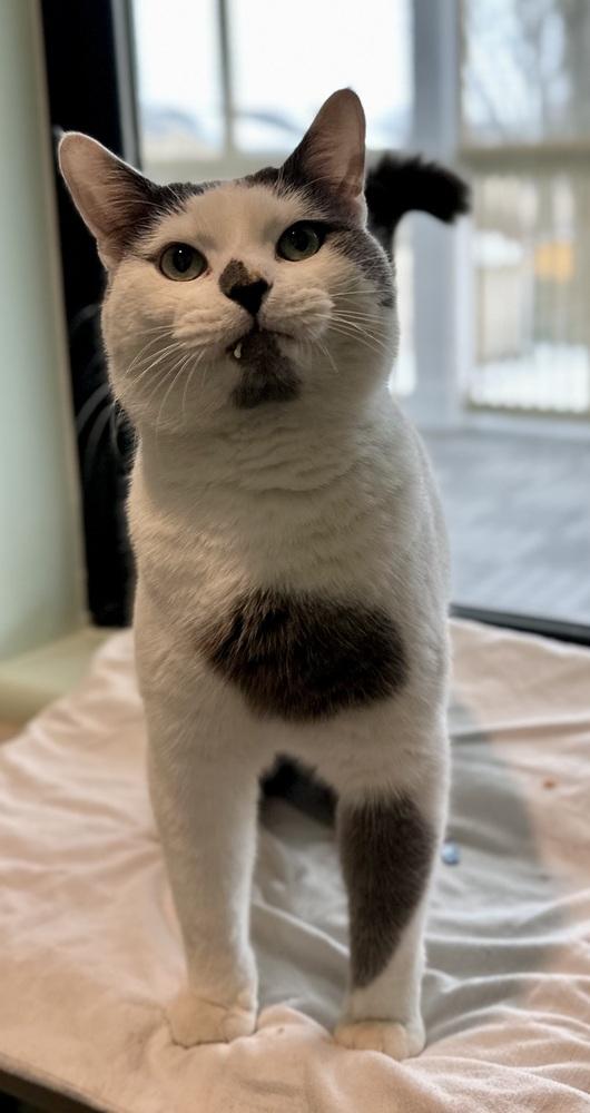 Enlarge Sherman, a Adoptable mixed breed in Norristown, PA image 1/5