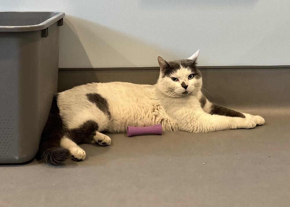 Enlarge Sherman, a Adoptable mixed breed in Norristown, PA image 2/2