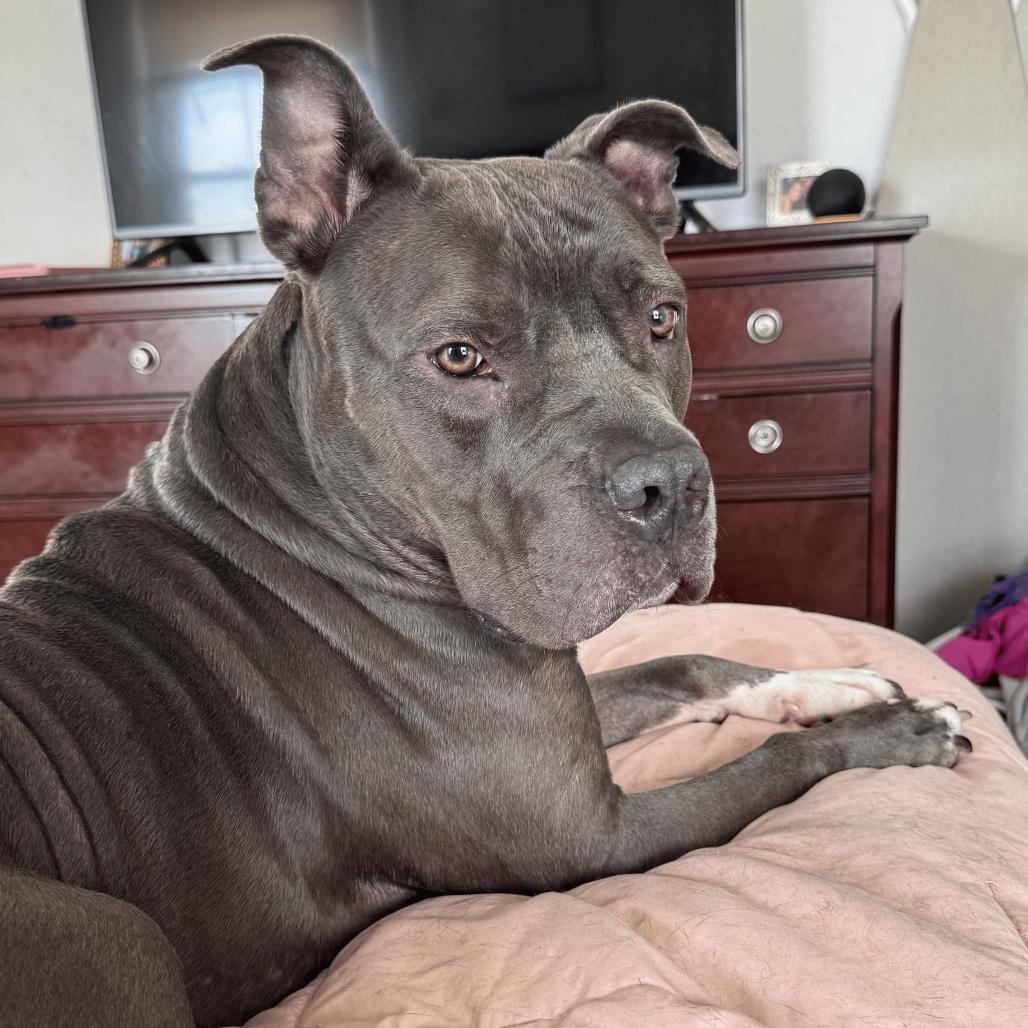 Cocoa, Adoptable, Adult Female Mixed Breed.