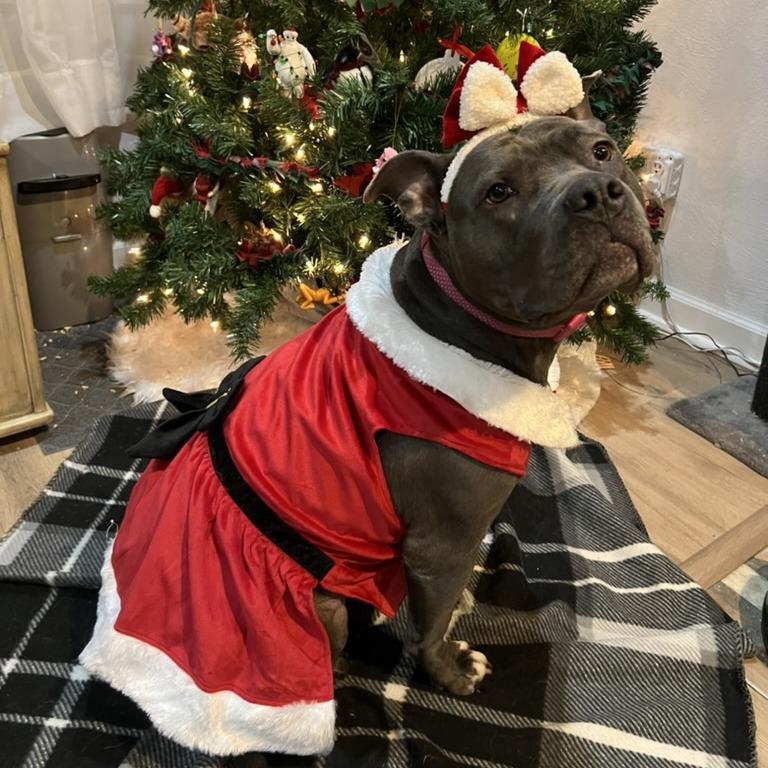 Enlarge Cocoa, a Adoptable Mixed Breed in PITTSBURGH, PA image 2/5