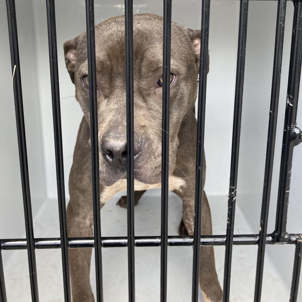 Cocoa, Adoptable, Adult Female Mixed Breed.