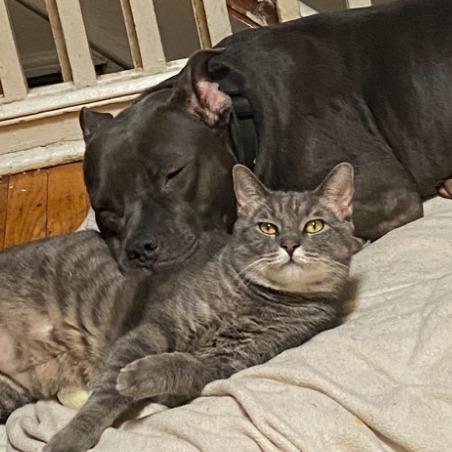 Cocoa, Adoptable, Adult Female Mixed Breed.