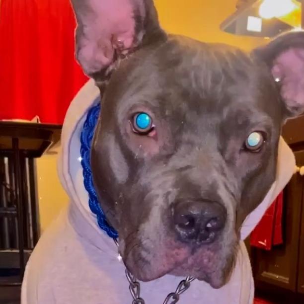 Cocoa, a Adoptable Mixed Breed in PITTSBURGH, PA image 2/6